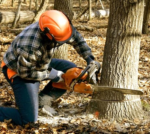 Tree Removal in Westover, PA